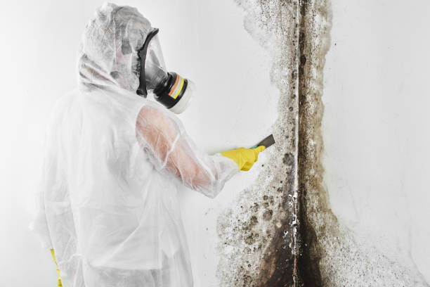 Best Water Damage & Mold Remediation  in Yuipa, CA